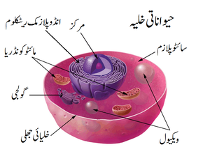 Animal cell parts in urdu.png