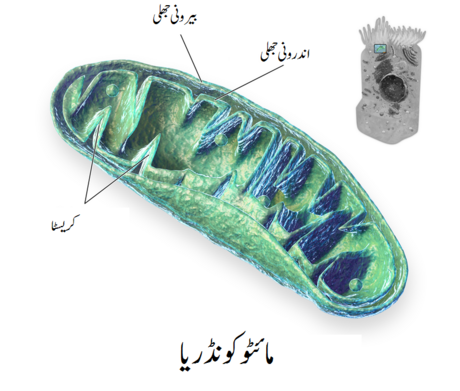 مائٹوکونڈریا