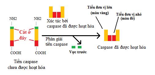 Tập tin:Procaspaseactivation.jpg