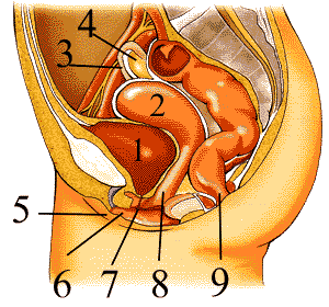 Tập tin:Fem-reprod1.gif