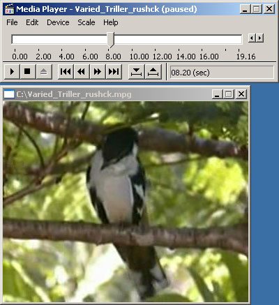 Tập tin:Media Player v5.1 (Microsoft).jpg