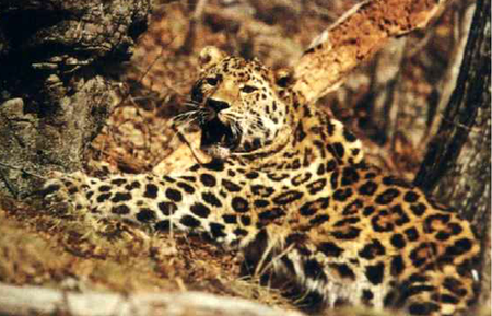 Tập_tin:Panthera_pardus.PNG