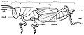 Grasshopper anatomy.jpg