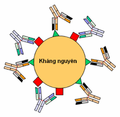 Hình xem trước của phiên bản lúc 22:27, ngày 8 tháng 12 năm 2005