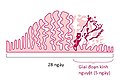 Hình xem trước của phiên bản lúc 05:48, ngày 29 tháng 12 năm 2020