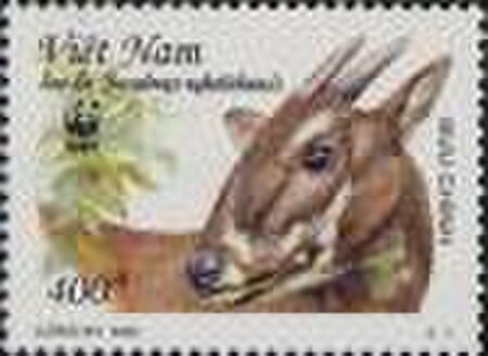 Tập_tin:Saola_2.jpg