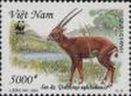 Tập_tin:Saola_4.jpg