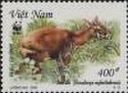 Tập_tin:Saola_3.jpg