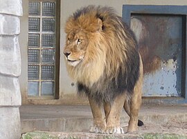 E lêeuw in de Zoo van Antwerpn