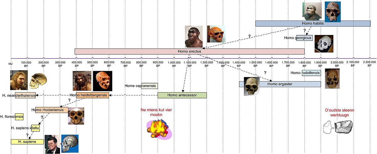 Evoluusje Van Den Miens