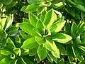 A bush found in the MIT roof garden