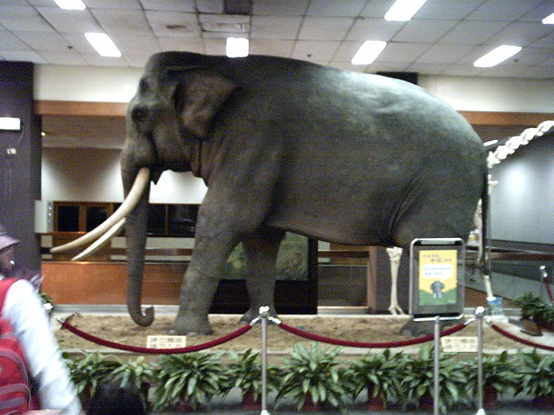 File:Elephant specimen Taipei.jpg