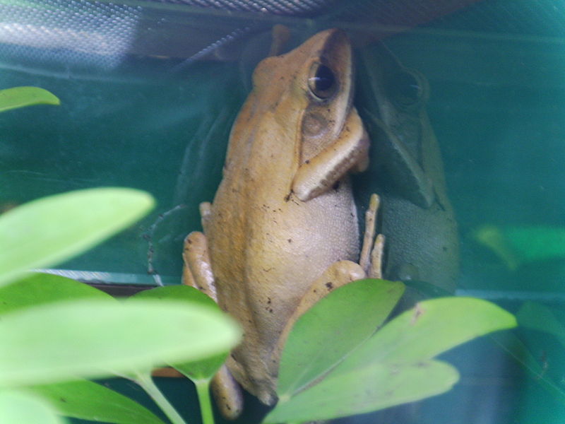 File:Tree frog hkwp.jpg
