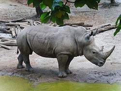 喺深圳野生動物園影嘅白犀牛