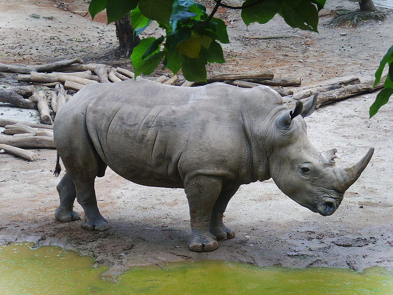 File:Ceratotherium simum in Shenzhen.JPG