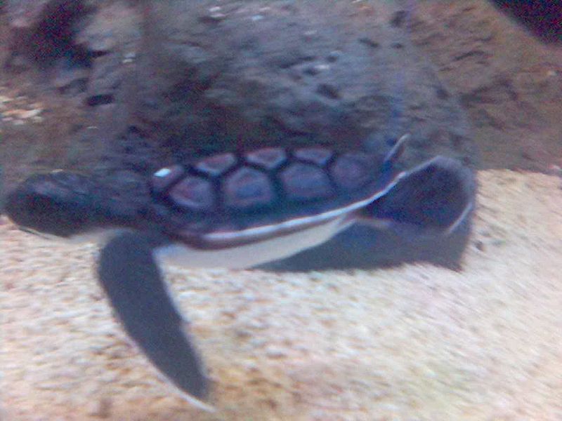 File:Hkwp sea turtle BB.jpg