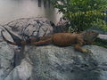 Tuen Mun Park iguana.jpg