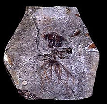 File:Palaeoctopus newboldi.jpg