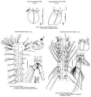 File:Culex rajah & Toxorhynchites rajah.PNG