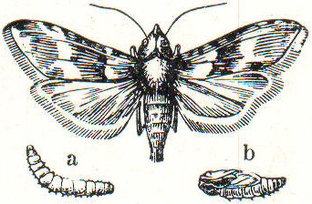 Datei:LA2-Blitz-0429 wickler.jpg