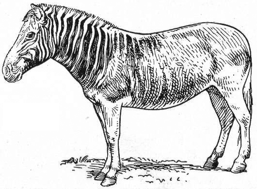 Datei:Zebra - Quagga.png