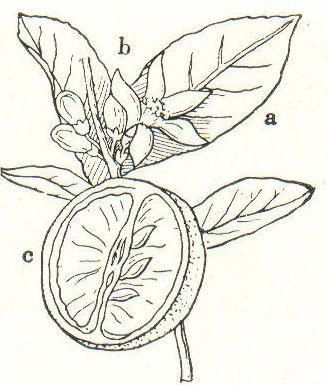 Datei:LA2-Blitz-0020 apfelsine.jpg