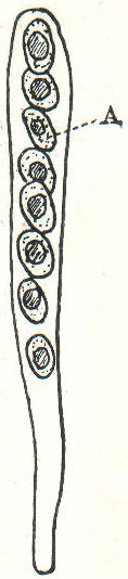 Datei:LA2-Blitz-0285 pilze.jpg