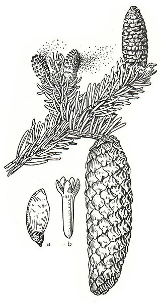 Datei:Picea abies Meyers.jpg