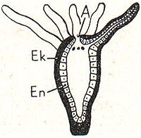 3. Polyp. Ek Ektoderm (Außenschicht), En Entoderm (Innenschicht), A Körperöffnung.