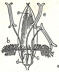 3. Roggenblüte. a Blütenspelze, b Narbe, c Fruchtknoten, d Schwellkörper, e Staubbeutel.