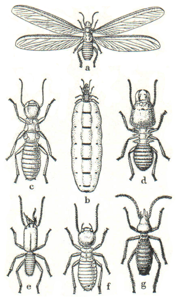 Datei:Termites diverses.png