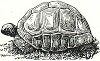 Abb. 2. Riesenschildkröte.