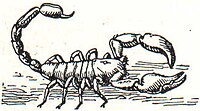 LA2-Blitz-0352 skorpion.jpg