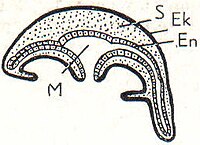 4. Meduse. Ek Ektoderm, En Entoderm, S Stützschicht, M Magenhohlraum