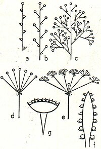 5. Blütenstände, schematisch. a Ähre, b Traube, c Rispe, d Dolde, e zusammengesetzte Dolde, f Kolben, g Körbchen.