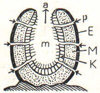 2. Schwamm. E Ektoderm (Außenschicht), M Mesoderm (Mittelschicht), K Kragenzellen (Innenschicht), m Magenhohlraum, a Ausfuhröffnung, p Porenkanal.