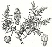 6. Wacholder (Juniperus communis). a männlicher Blütenstand, b weibliche Blüte, c Frucht.