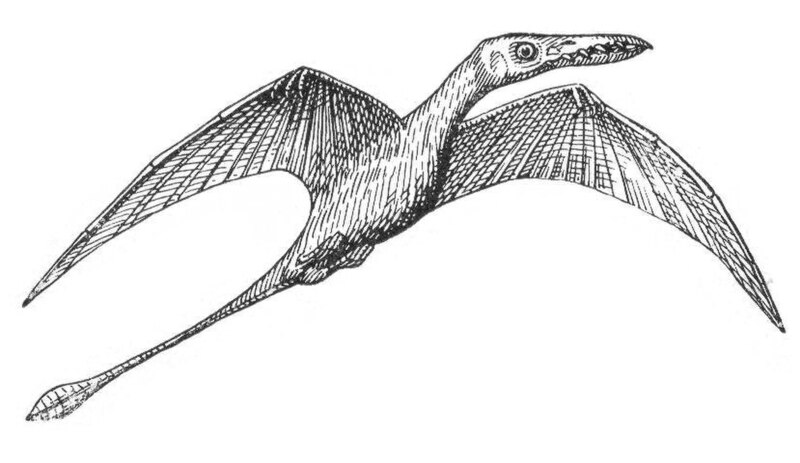 Datei:Rhamphorhynchus Meyers.jpg