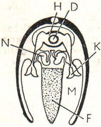 8. Muschel. H Herz, D Darm, N Niere, K Kiemen, F Fuß, M Mantelhöhle.