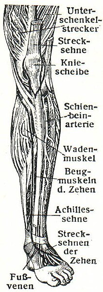 Datei:Muskeln des Beines (Meyers).jpg
