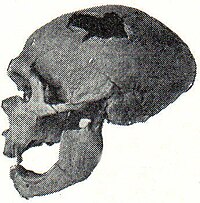 Menschenrassen: Abb. 2. Männlicher Schädel d. Neanderthalrasse von La Chapelle-aux-Saints.
