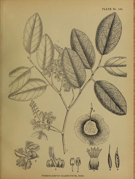 File:Indian Medicinal Plants (Plates Vol 2).djvu-329.png