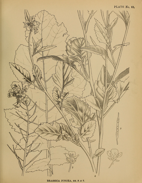 File:Indian Medicinal Plants (Plates Vol 1).djvu-173.png