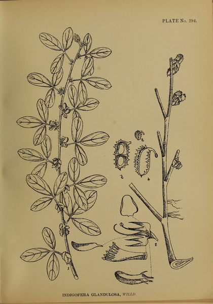 File:Indian Medicinal Plants (Plates Vol 2).djvu-229.png