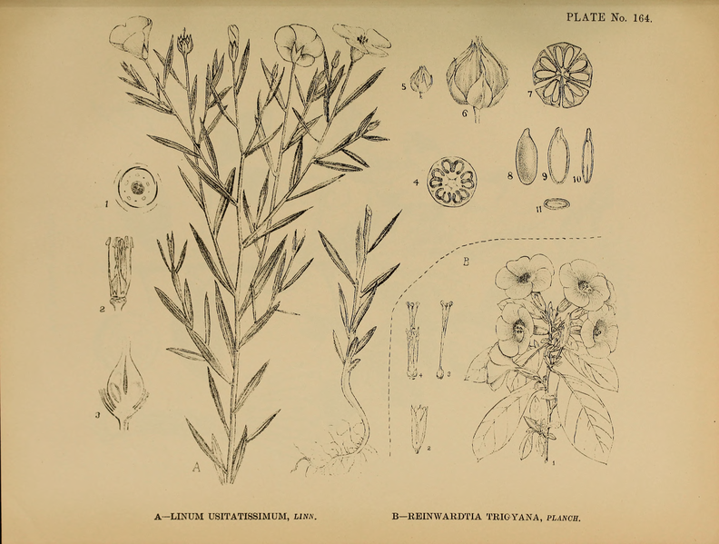 File:Indian Medicinal Plants (Plates Vol 1).djvu-423.png