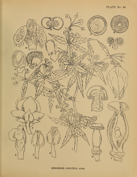 File:Indian Medicinal Plants (Plates Vol 1).djvu-125.png