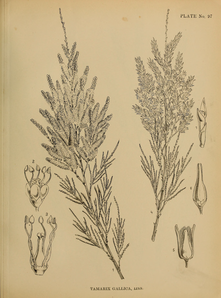 File:Indian Medicinal Plants (Plates Vol 1).djvu-245.png