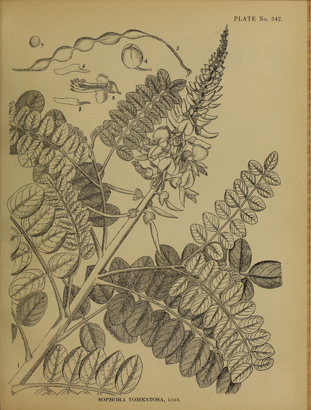 File:Indian Medicinal Plants (Plates Vol 2).djvu-333.png
