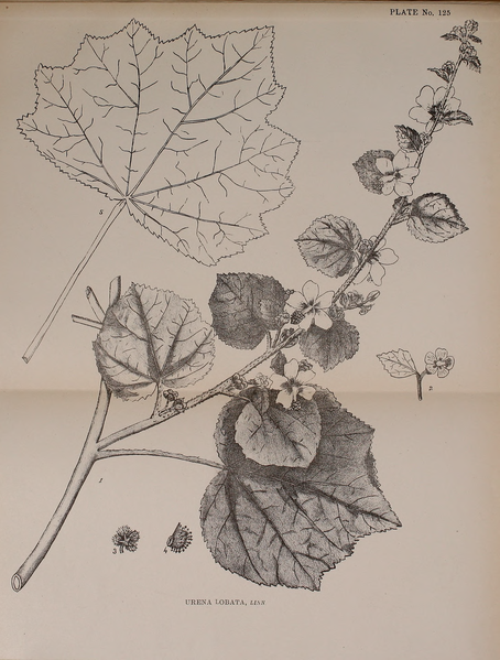 File:Indian Medicinal Plants (Plates Vol 1).djvu-319.png