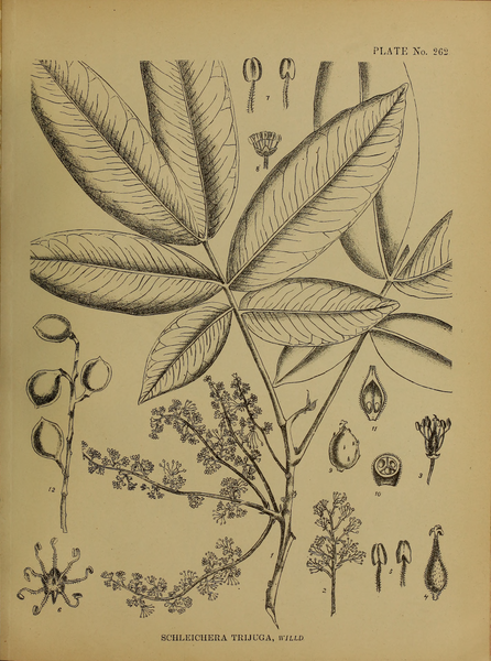 File:Indian Medicinal Plants (Plates Vol 2).djvu-157.png